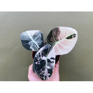 Alocasia Black Velvet Pink Variegata