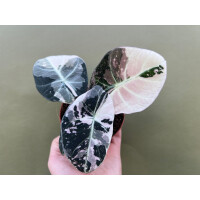 Alocasia Black Velvet Pink Variegata