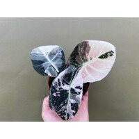 Alocasia Black Velvet Pink Variegata