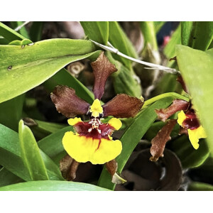 Oncidium croesus
