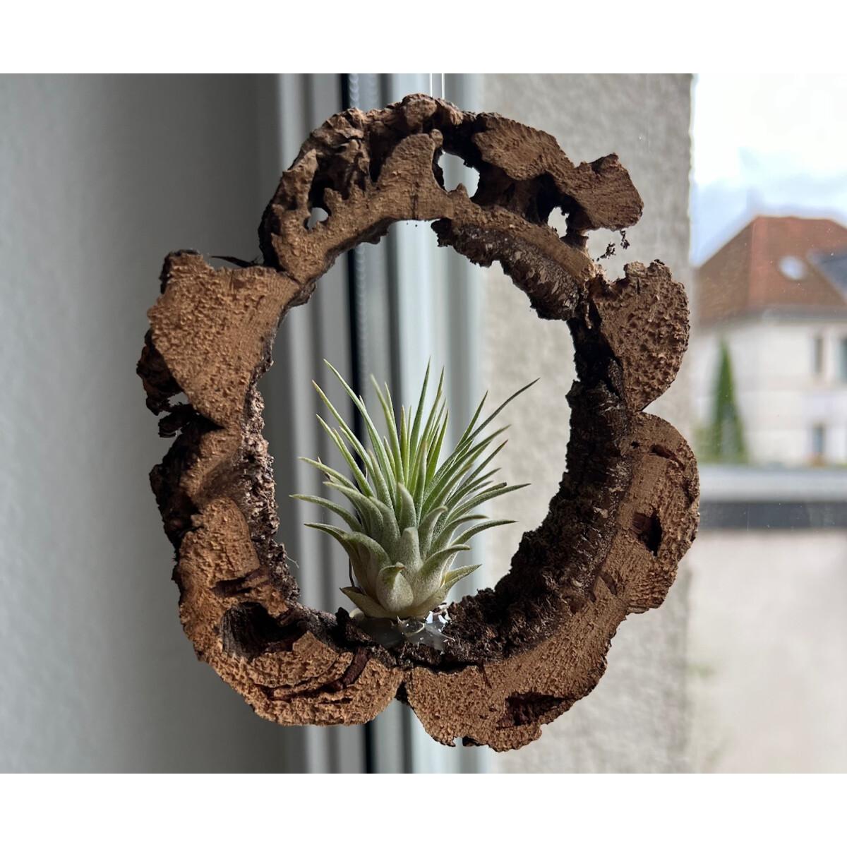 Tillandsie mit Kork box
