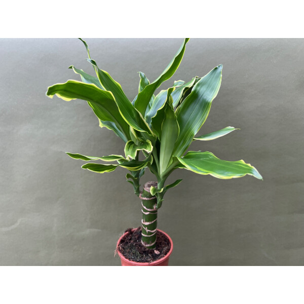 Dracaena Golden Coast, 9,90