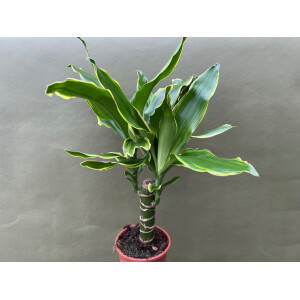 Dracaena Golden Coast