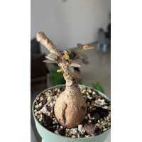 Phyllanthus mirabilis M