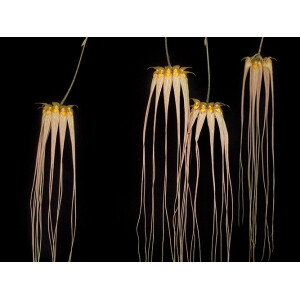 Bulbophyllum longissimum