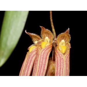 Bulbophyllum longissimum