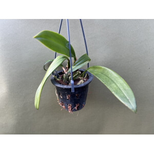 Bulbophyllum longissimum