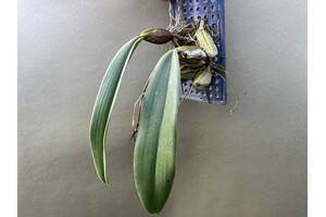 Bulbophyllum sanguineopunctatum x Bulbophyllum phalaenopsis