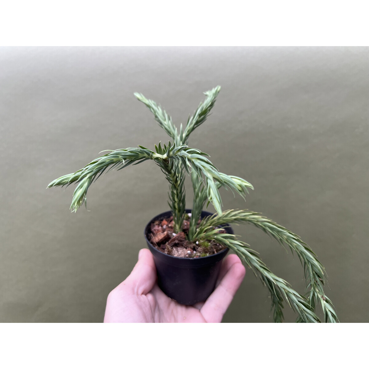 Huperzia carinatum Blue Klay