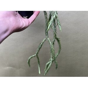 Huperzia carinatum Blue Klay