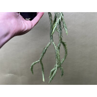 Huperzia carinatum Blue Klay