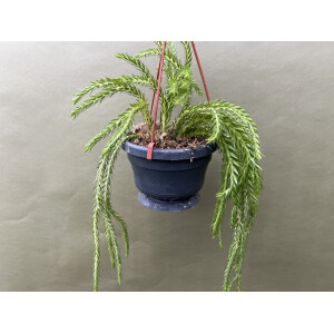 Huperzia carinatum Nang Klay XL