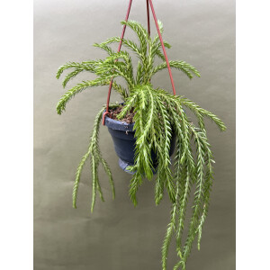 Huperzia carinatum Nang Klay XL