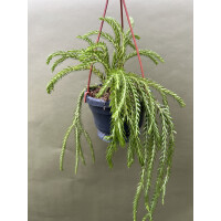 Huperzia carinatum Nang Klay XL