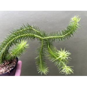 Huperzia squarrosa New Guinea