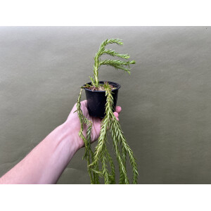 Huperzia carinatum Nang Klay