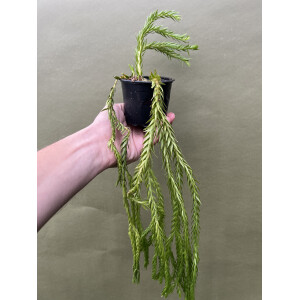 Huperzia carinatum Nang Klay