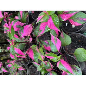 Alternanthera Party Time Pink Variegata