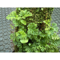 Davallia parvula Ableger rare