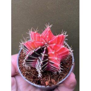 Gymnocalycium Mihanovichii Variegata