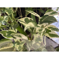 Epipremnum pinnatum N-Joy Ableger