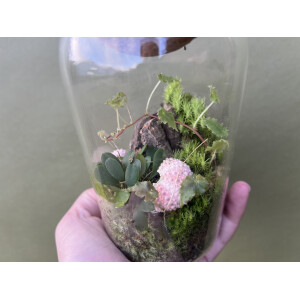 Flaschengarten Begonia