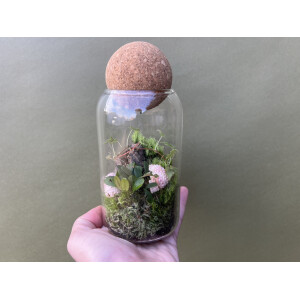 Flaschengarten Begonia