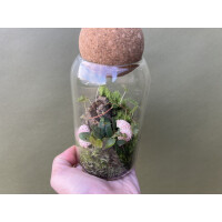 Flaschengarten Begonia