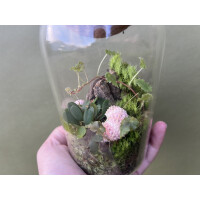 Flaschengarten Begonia