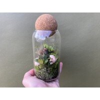 Flaschengarten Begonia