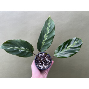 Angebot Calathea Roseopicta NEW