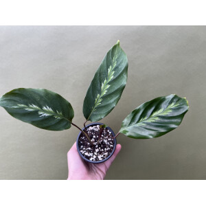 Angebot Calathea Roseopicta NEW