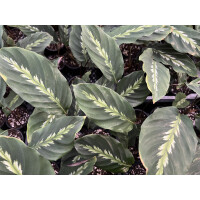 Angebot Calathea Roseopicta NEW