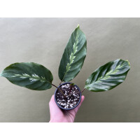 Angebot Calathea Roseopicta NEW