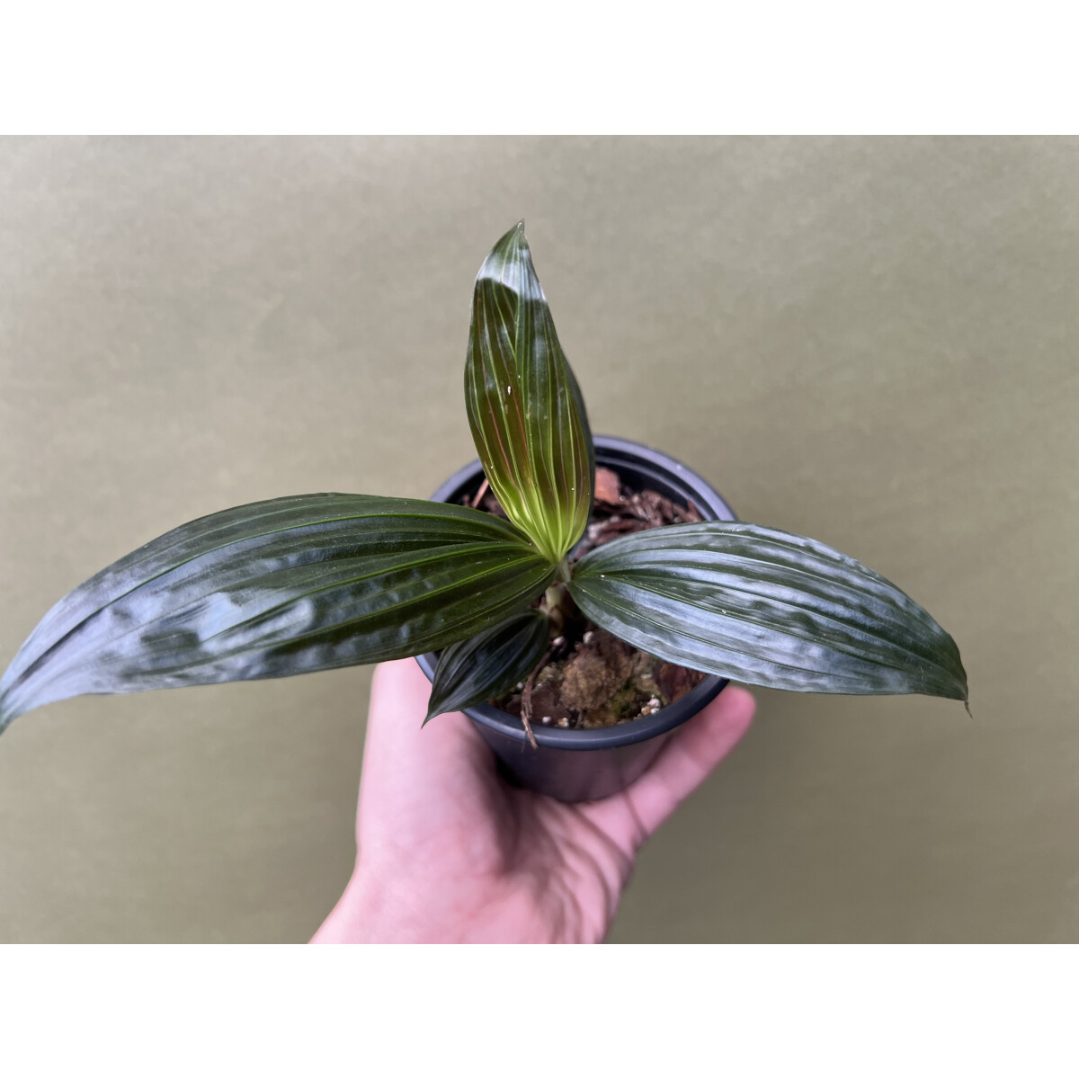 Molinera Black Palme von Borneo