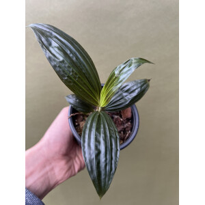 Molinera Black Palme von Borneo