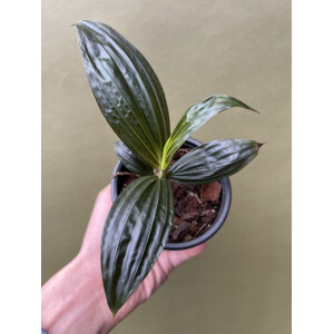 Molinera Black Palme von Borneo