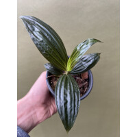 Molinera Black Palme von Borneo