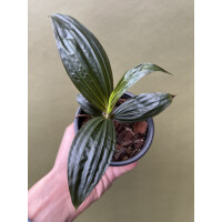 Molinera Black Palme von Borneo