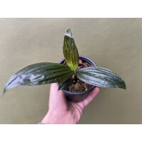 Molinera Black Palme von Borneo