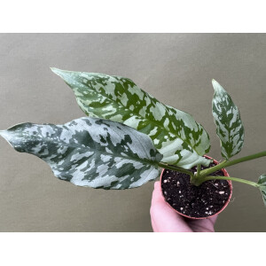 Schismatoglottis sp. Thailand