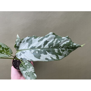 Schismatoglottis sp. Thailand