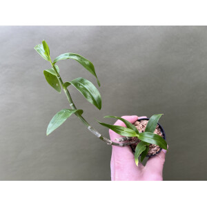 Dendrobium unicum