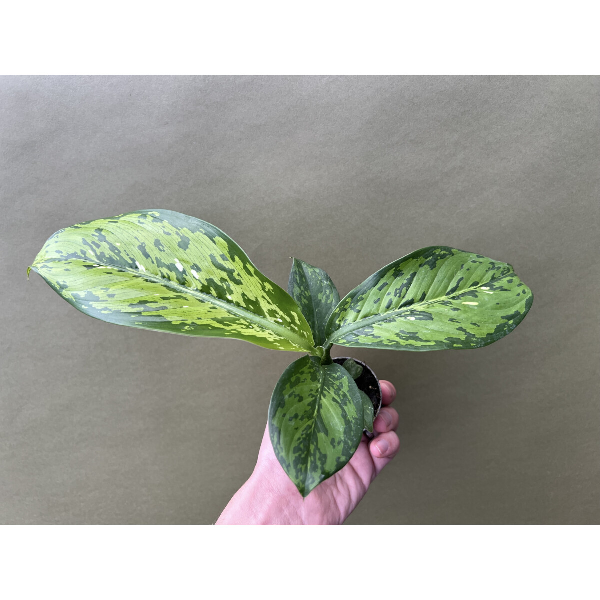 Dieffenbachia Crocodile