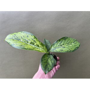 Dieffenbachia Crocodile