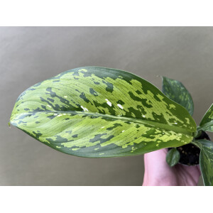 Dieffenbachia Crocodile