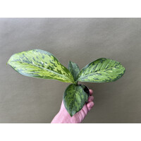 Dieffenbachia Crocodile