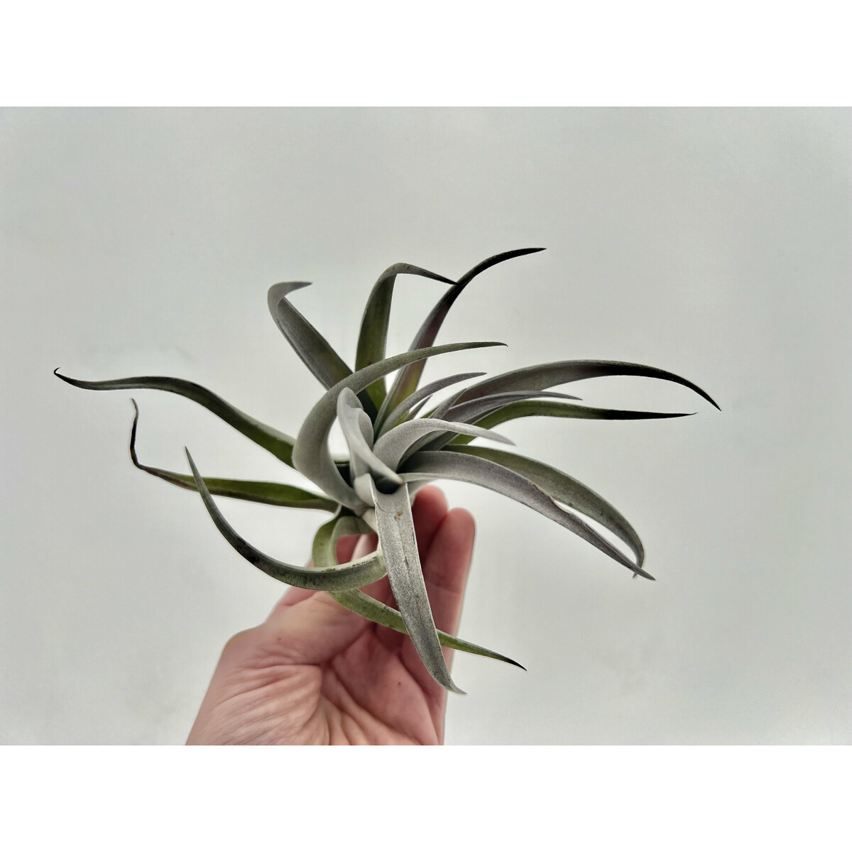 Tillandsia sphaerocephala XL