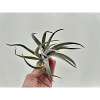Tillandsia sphaerocephala XL
