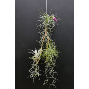 Tillandsien auf Holz